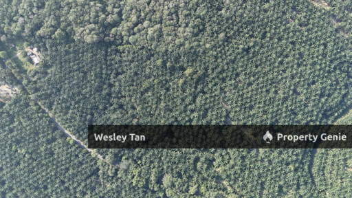 Jasin Jln Tehel Freehold Mainroad 9.9acres Matured Palm Oil Agri Land