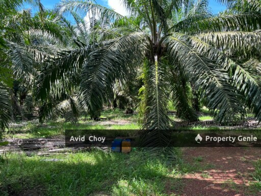 Mukim Kesang, 1.14 Acre Agricultural Land