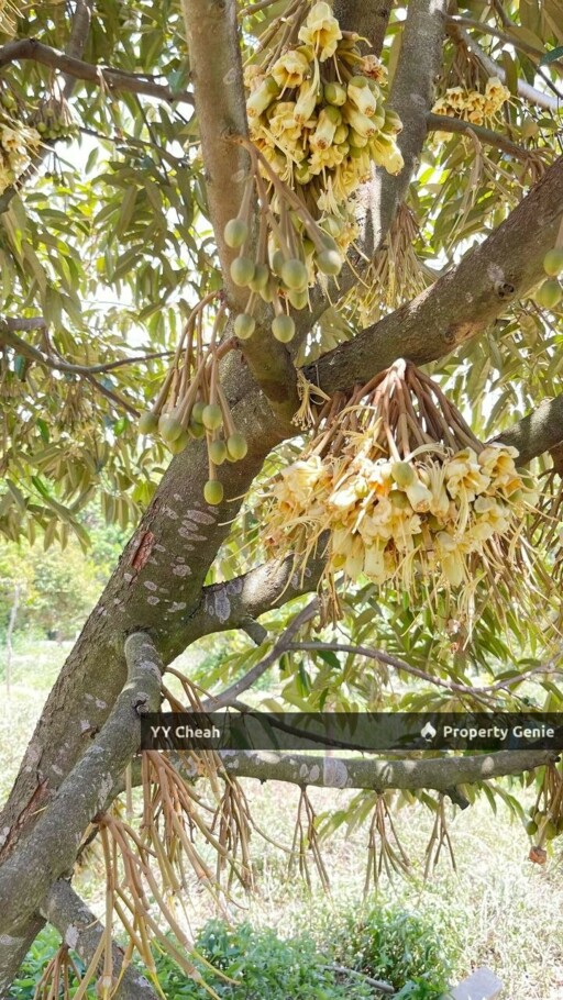Kuala Kangsar Perak 7.7 Acres Freehold Agri Land For Sale, Well-maintained Orchard