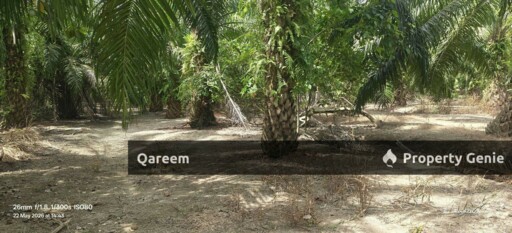 1.5 Ekar Sungai Burong Sekinchan Sabak Bernam