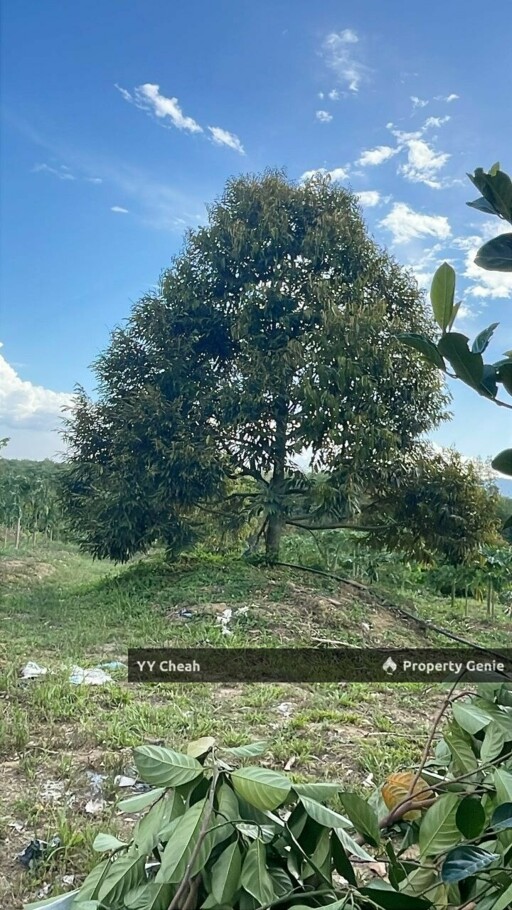 Kuala Kangsar Perak 7.7 Acres Freehold Agri Land For Sale, Well-maintained Orchard