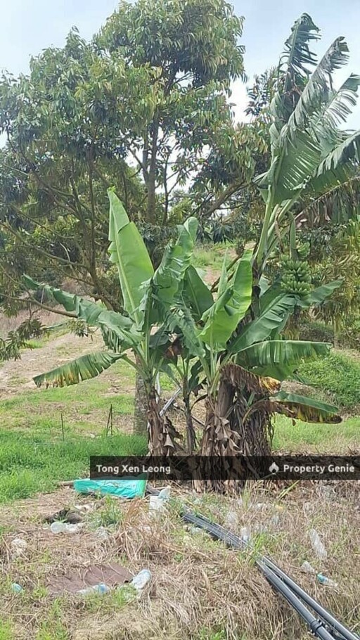 Durian Land in Jelebu Negeri Sembilan For Sale