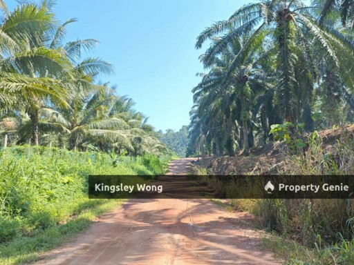 Sg Siput, Kuala Kangsar Palm Oil Trees Freehold Agriculture Land  55 Acres  30 tons/ monthly  Normal car also can entry