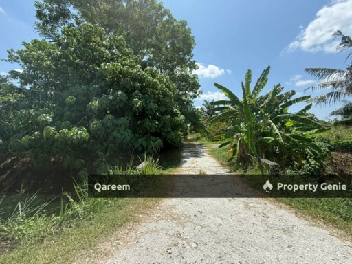 3.4 Ekar parit 10 Sungai Panjang Sabak Bernam