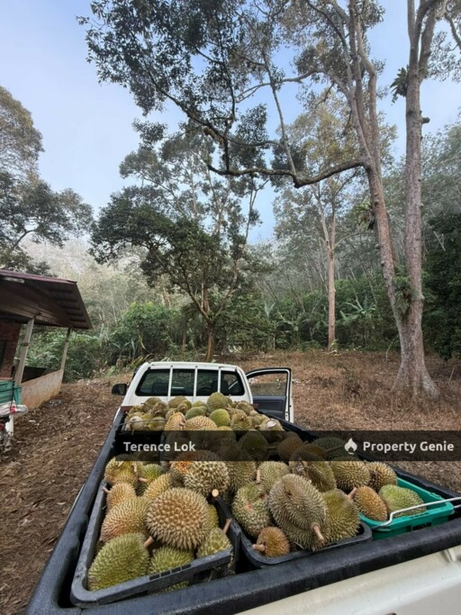 Titi KENABOI KG CHENNAH, KUALA KLAWANG JELEBU TITI KENABODURIAN RUBBER LAND, Kuala Klawang
