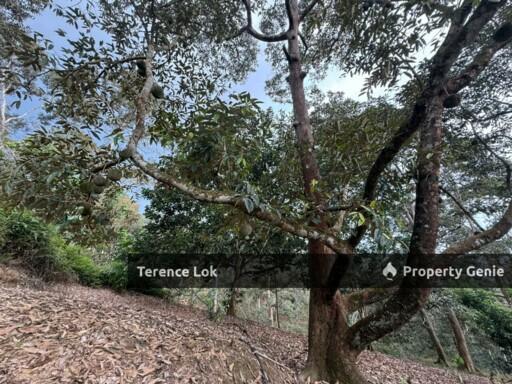 Titi KENABOI KG CHENNAH, KUALA KLAWANG JELEBU TITI KENABODURIAN RUBBER LAND, Kuala Klawang