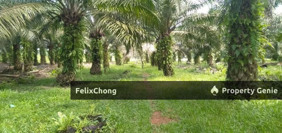 Pontian Agriculture Land,Kukup Resort,Johor Bahru