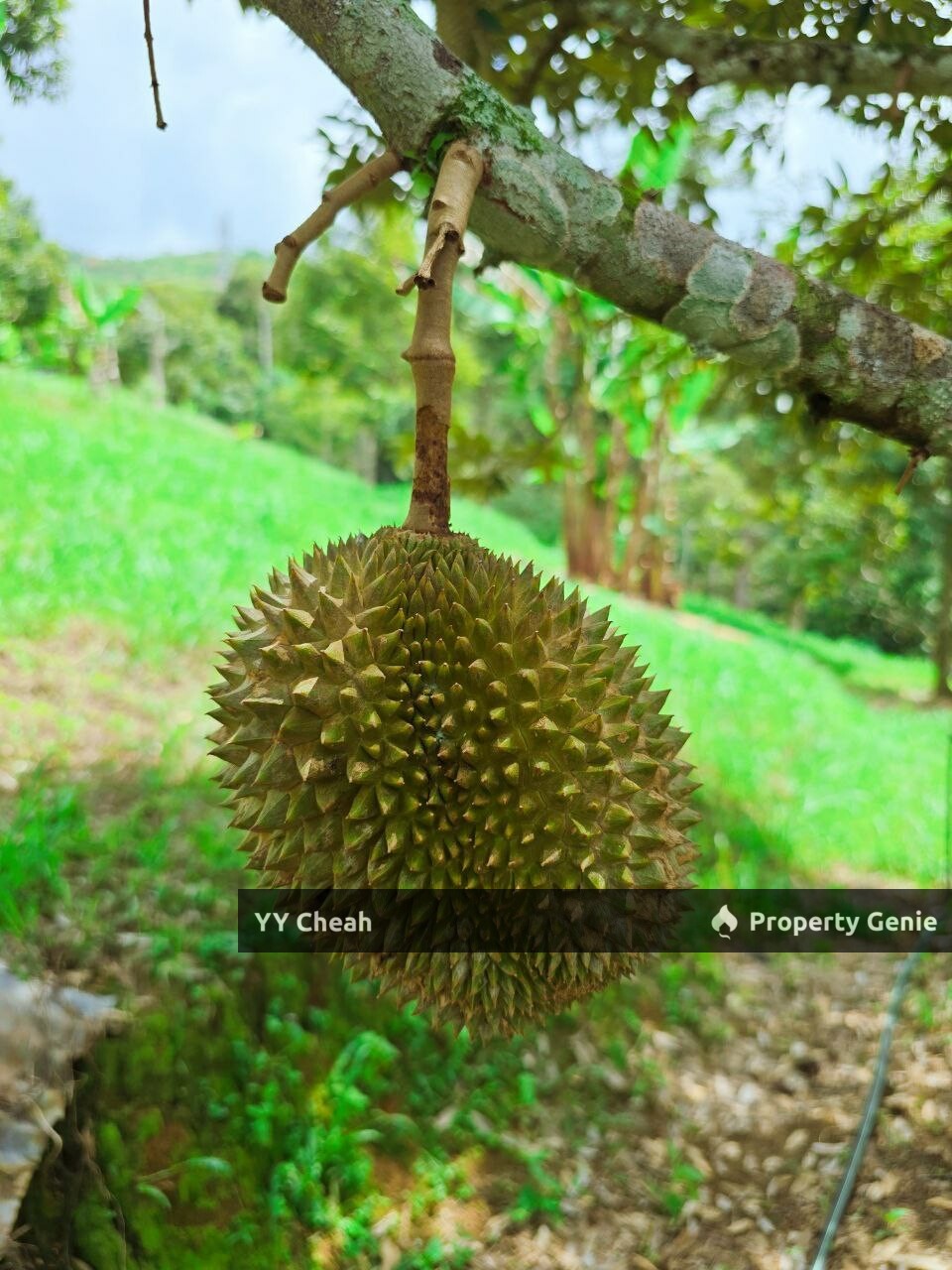 Liman Kati Durian Orchard Land For Sale Freehold 5.9acres RM1.2m only