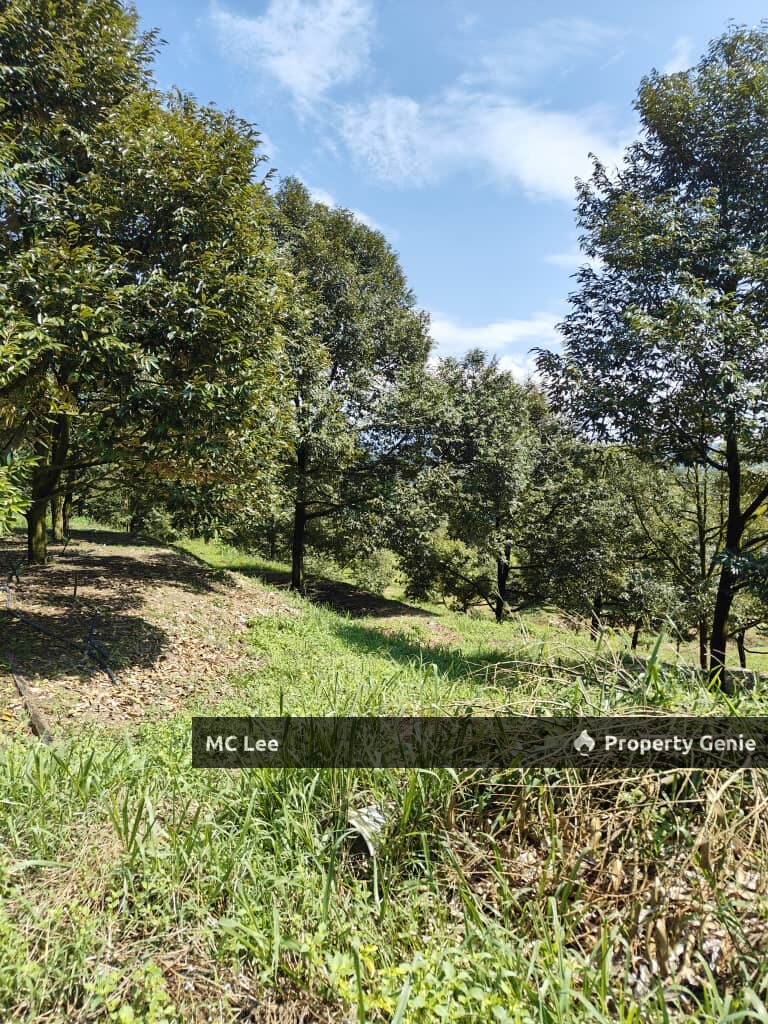 *Musang King Durians:* 95% (9-10 year-old trees)   ✔️ *Black Thorn Durians:* 5% (9-10 year-old trees)