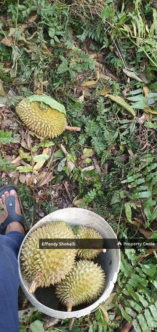BENTONG JALAN TRAS TANAH PERTANIAN
