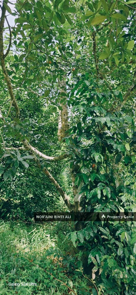 Tanah Pertanian di Kg Seberang Tayor, Kemaman, Terengganu
