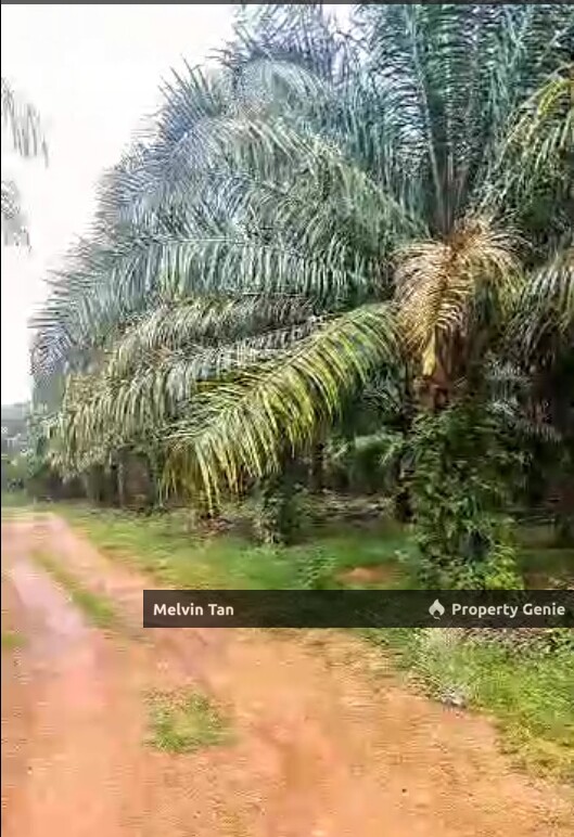 Bertam Ulu -  Sungai Udang Agriculture Land