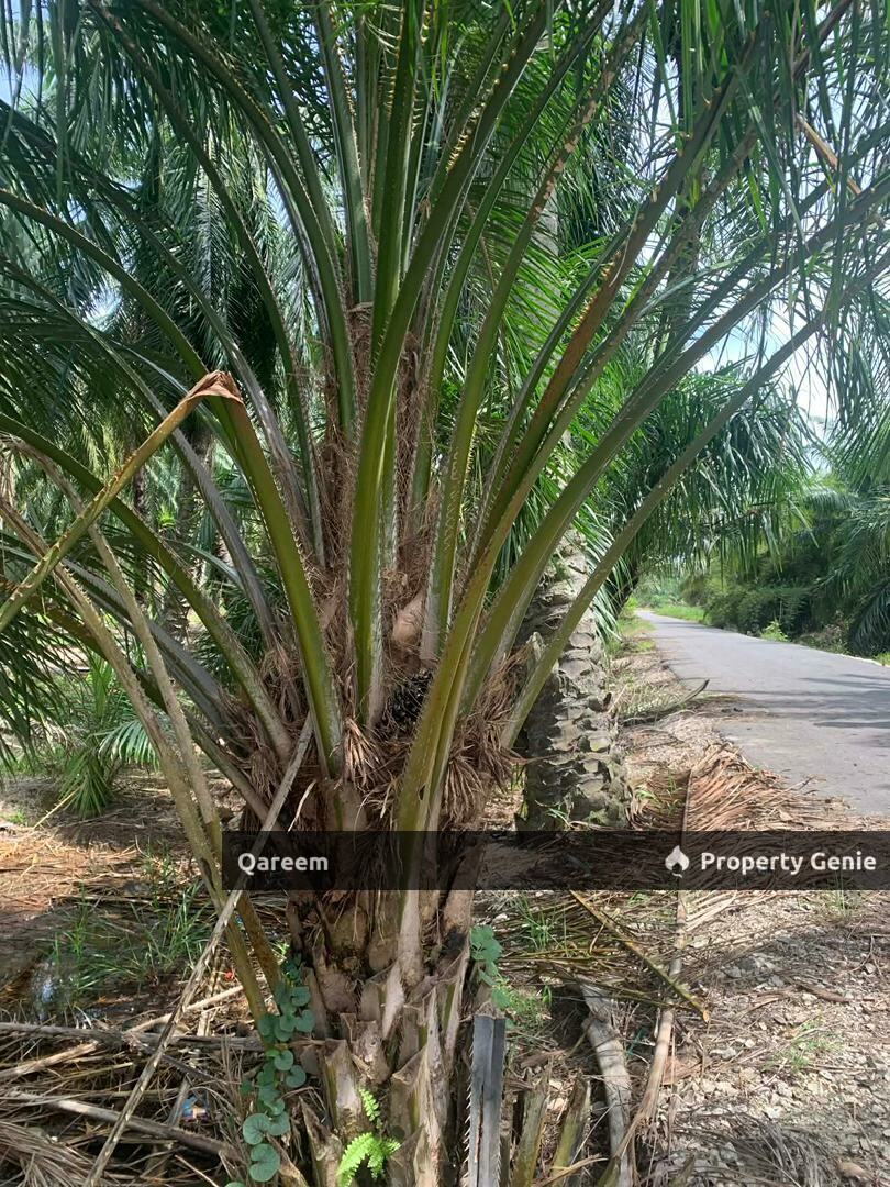 3.15 Ekar Ladang Sawit Parit 8 Sungai Panjang sungai besar