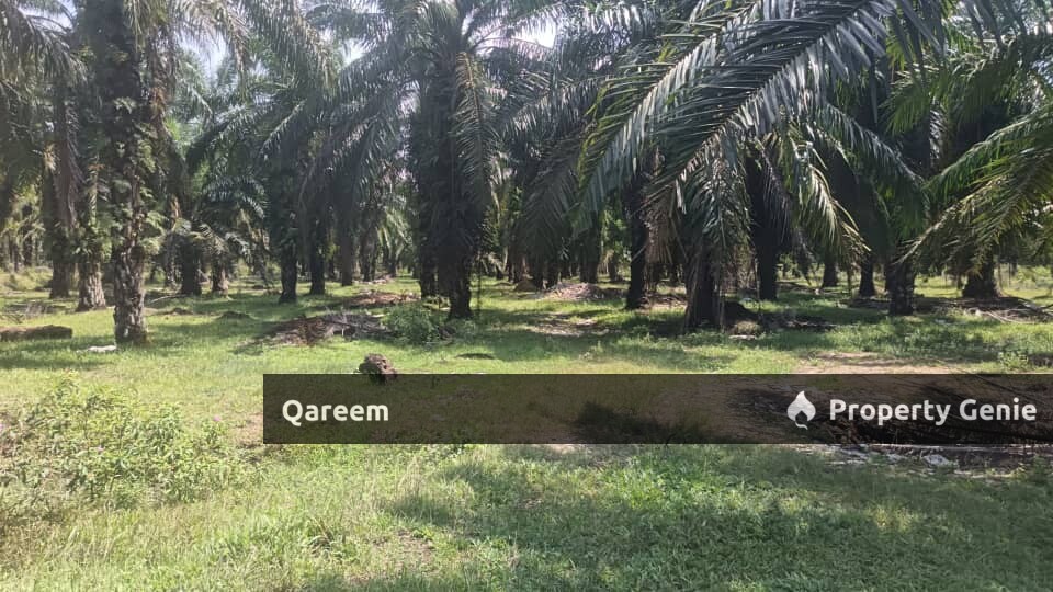 [FREEHOLD] 2.68 Ekar Ladang Sawit kelanang Banting