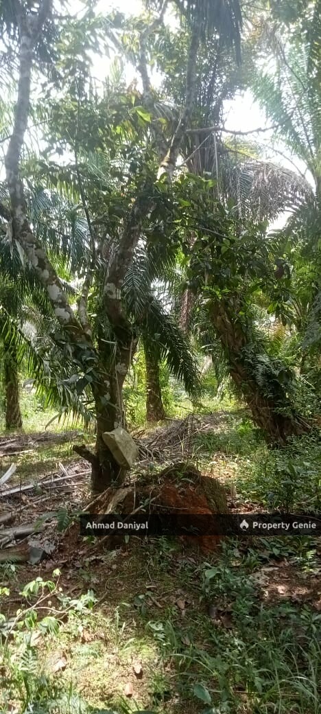 Oil Palm Land @ Ulu Cheka Jerantut Pahang For Sale