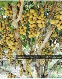 Pahang Land n Farm Rm80mil 39.975Arce For Sale