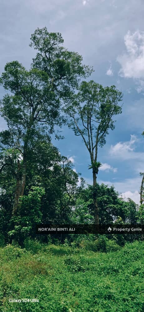Tanah Pertanian di Kg Seberang Tayor, Kemaman, Terengganu
