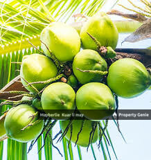 Pahang Land n Farm Rm80mil 39.975Arce For Sale
