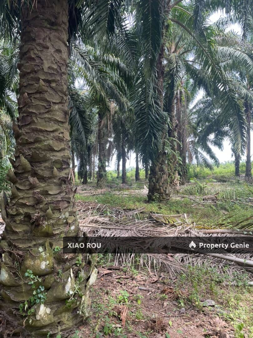 For Sales Sungai Baru @ Masjih Tanah Oil Palm Tree Land