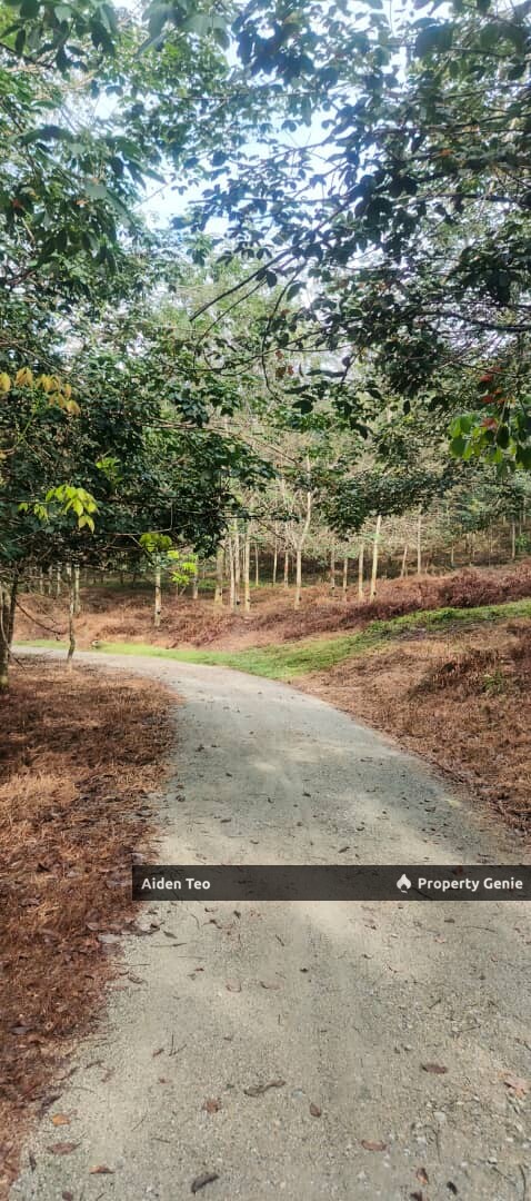 Durian Tunggal For Sale Melaka For Sale