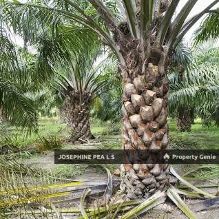 Agricultural Land for Sale in Titi 知知港, Negeri Sembilan 森美兰