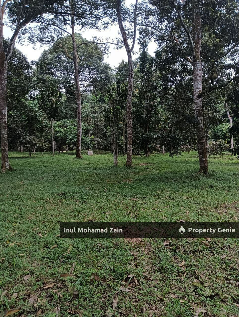 Tanah Dusun 3 Ekar Batu 8, Kg Kering Labu Negeri Sembilan