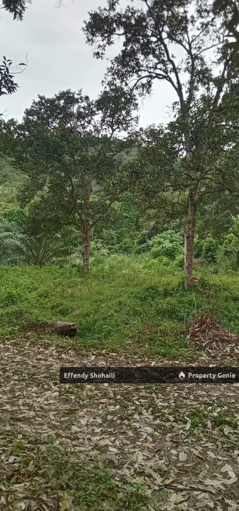 KUALA KLAWANG PERADONG TANAH PERTANIAN