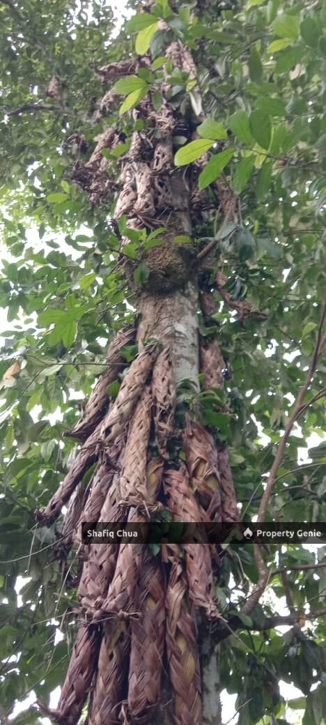 Beautiful Orchard Land for Sale in Ulu Melaka, Langkawi