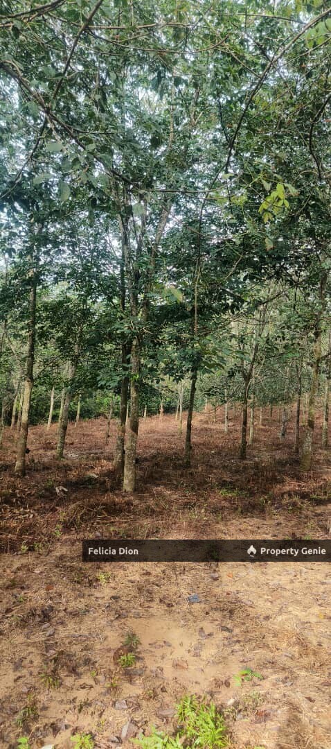 DURIAN TUNGGAL AGRICULRURE RUBBER ESTATE LAND FOR SALE ‼️