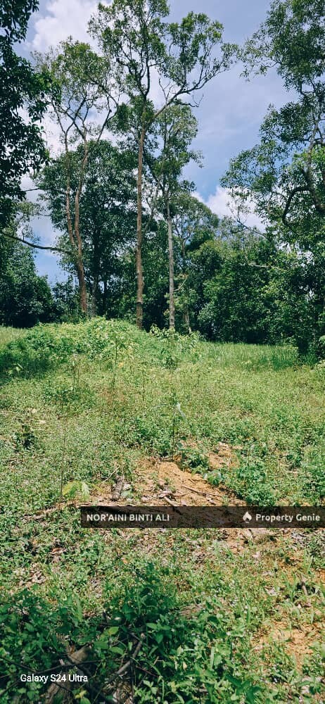 Tanah Pertanian di Kg Seberang Tayor, Kemaman, Terengganu