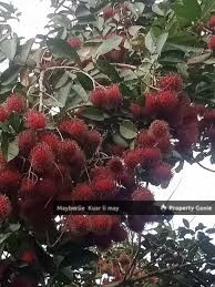 Pahang Land n Farm Rm80mil 39.975Arce For Sale