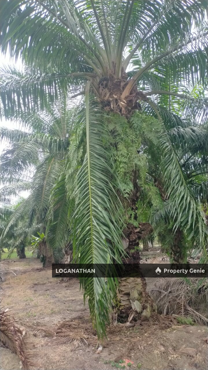 1 Acre Agriculture Tanah Kuala Selangor @ Kampung Api-Api