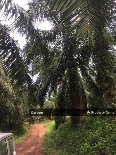 [FREEHOLD] 2.68 Ekar Ladang Sawit kelanang Banting