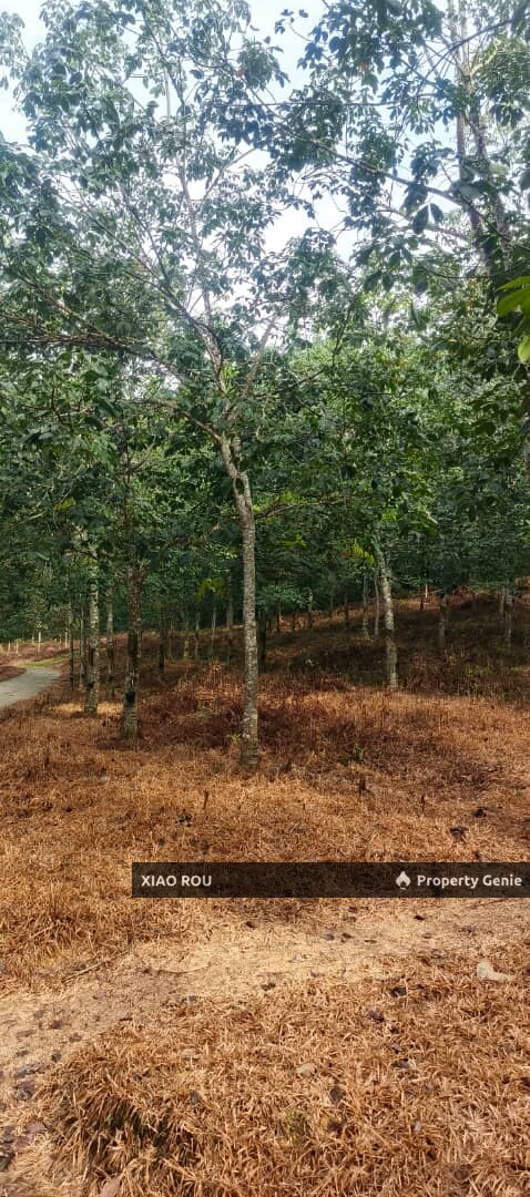 For Sale Durian Tunggal Rubber  Estate