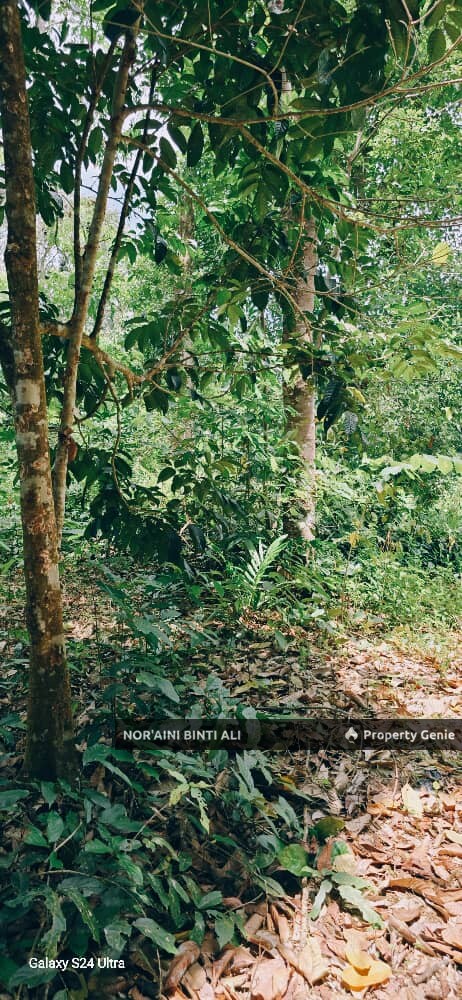 Tanah Pertanian di Kg Seberang Tayor, Kemaman, Terengganu