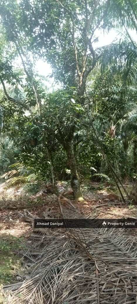 Oil Palm Land @ Ulu Cheka Jerantut Pahang For Sale