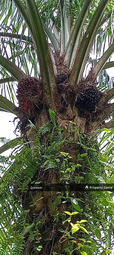 5.4 Ekar Ladang Kelapa Sawit Nyiur Sebatang Sabak Bernam