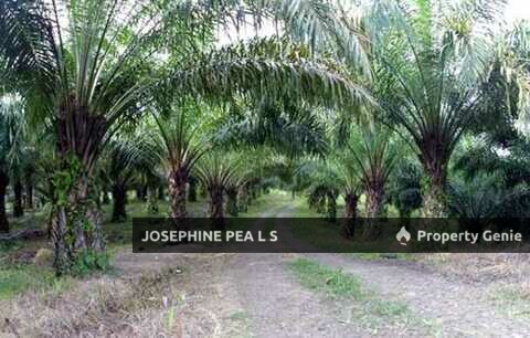 Agricultural Land for Sale in Titi 知知港, Negeri Sembilan 森美兰