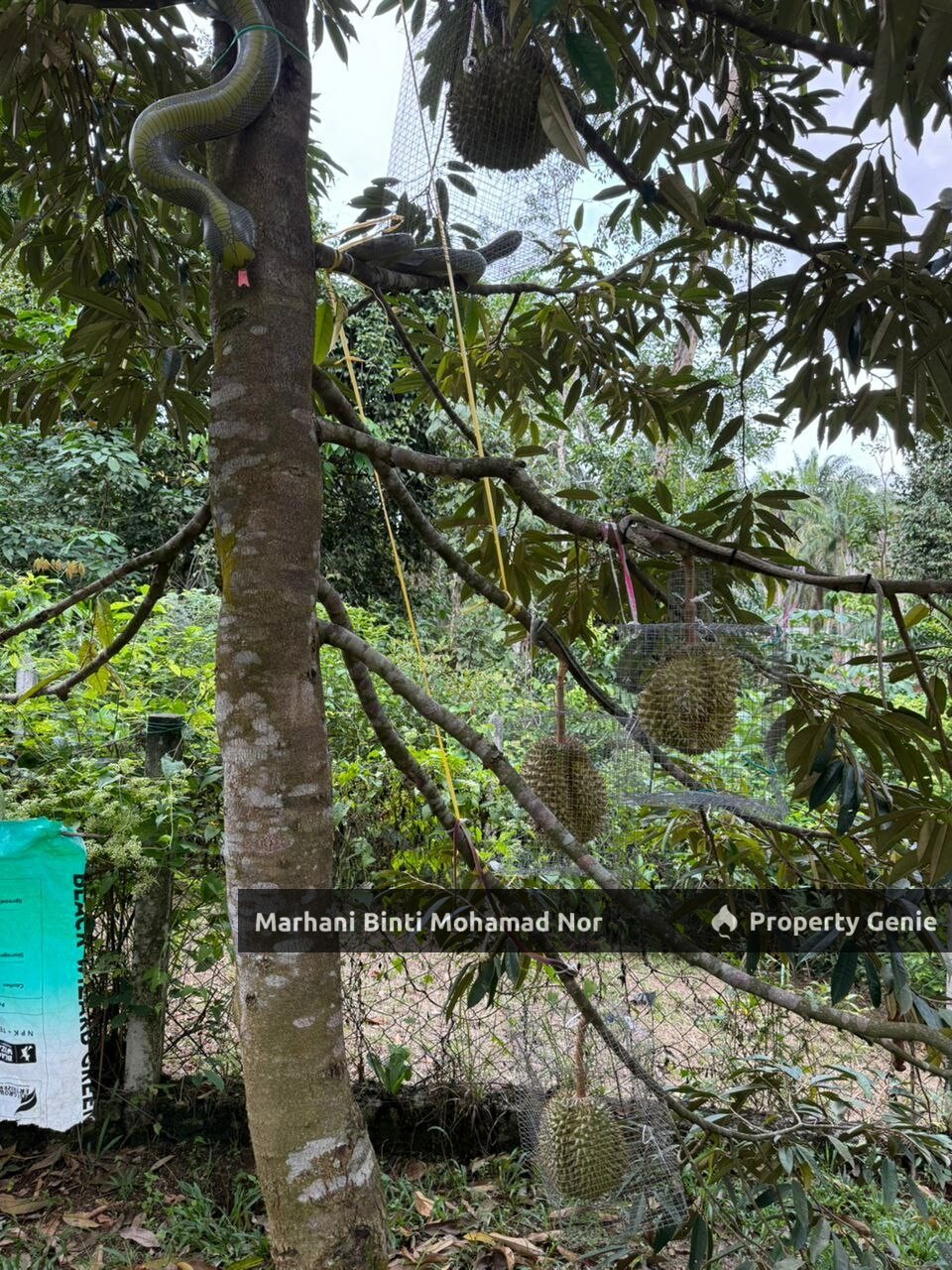 Mature Durian Farm • Tanah Suku Ekar • Kuang