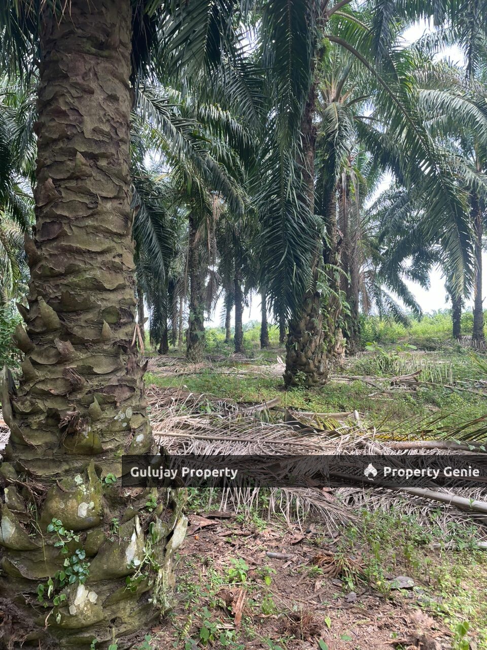 Agriculture Oil Palm Land At Masjid Tanah Sungai Baru For Sales