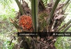 Agricultural Land for Sale in Titi 知知港, Negeri Sembilan 森美兰