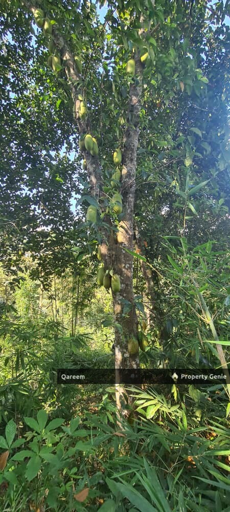 Dusun Durian Kampung Hulu Tamu Batang Kali