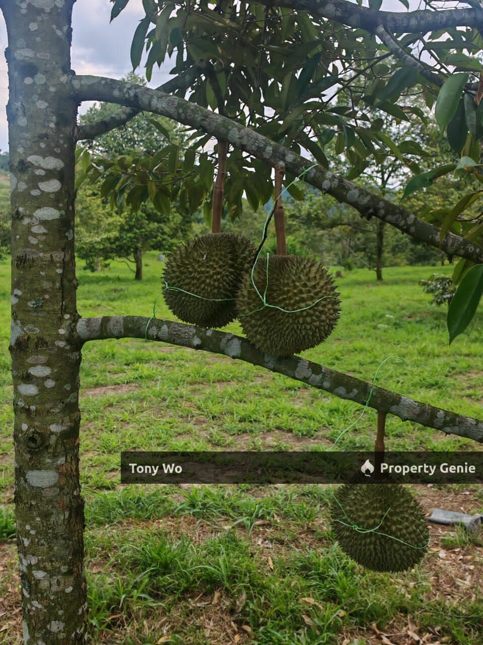 Durian Farm For Sale