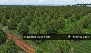 Pahang Kuantan Rm160k Arce Durian Tree Land for Sale