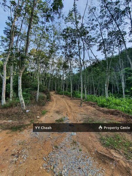 Sungai Siput Durian Farm Freehold with mountain water