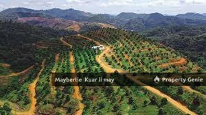 Pahang Kuantan Rm160k Arce Durian Tree Land for Sale