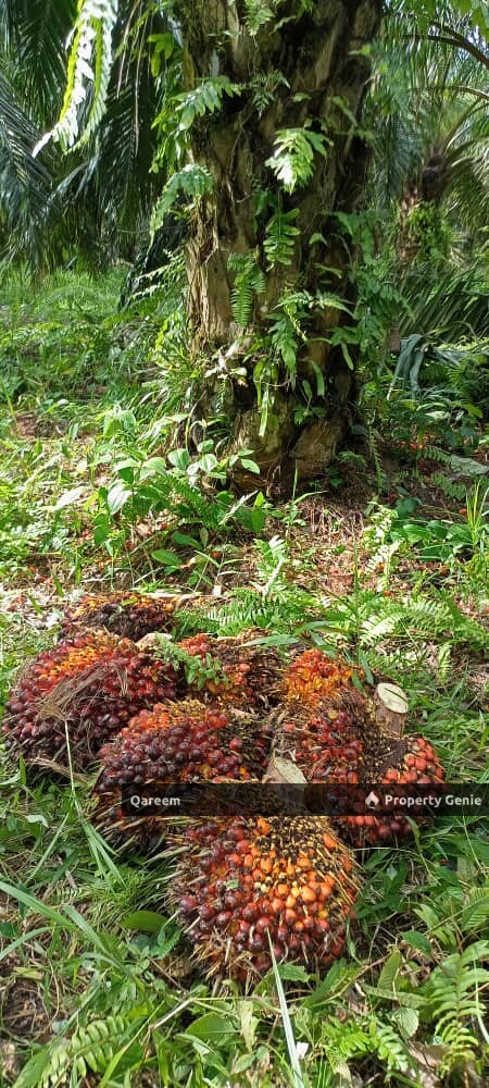 5.4 Ekar Ladang Kelapa Sawit Nyiur Sebatang Sabak Bernam